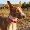 Podenco con collar personalizado rosa en el campo Perro podenco de caza con collar de poliuretano rosa personalizado 'TEGUI 6769' en un campo soleado con olivos.