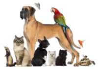 Mascotas Mascotas
