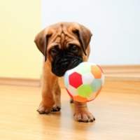 Juguetes y deporte para mascotas