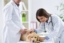 Veterinarios realizando una revisión médica a un perro labrador en la clínica de AnimalComfort