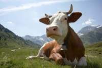Vacas