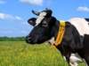 Collar DuraComfort personalizado para vacas y caballos