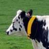 Collar Duracomfort para vacas