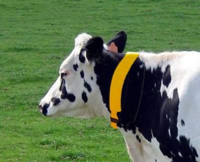 Collar DuraComfort para vacas y caballos