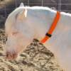 Collar DuraComfort para vacas y caballos - Imagen 2