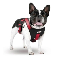 Bulldog francés con arnés para perro xt-dog Extreme de color negro y rojo ajustable