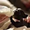 Cachorro de bulldog francés bebiendo leche de biberón Mano humana alimentando a un cachorro de bulldog francés negro y blanco con un biberón de leche. El perrito bebe feliz.