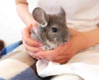 Chinchillas - Mascotas