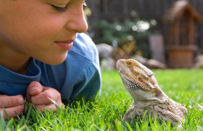 Productos para mascotas: reptiles y anfibios