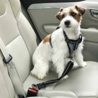 Perro pequeño con arnés y cinturón de seguridad Ibañez sentado en el asiento del coche