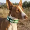 Collar personalizado AnimalComfort bandera Andalucía para perros Podenco andaluz con collar de poliuretano AnimalComfort con bandera de Andalucía en campo de olivos. Ideal para perros de caza y mascotas.