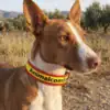 Collar AnimalComfort bandera España para perros de caza Perro Podenco de caza con collar AnimalComfort de poliuretano personalizado con bandera de España en un campo de olivos.