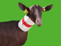 Collar para evitar el autoconsumo de leche en las cabras. Collar para evitar el autoconsumo de leche en las cabras.