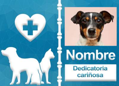 Fundas para documentos con la foto y nombre de tu mascota