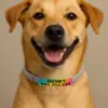 perro con placa identificativa para el collar seresto m copia perro con placa identificativa personalizable a todo color ajustables a collar Seresto