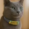 Gato gris con collar de identificación personalizado Gato gris de ojos verdes con collar de identificación gris y placa amarilla con nombre Bigotes y número de teléfono.