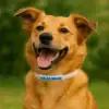 Perro feliz con placa identificativa Scalibor personalizada Perro mestizo feliz de color caramelo con collar blanco y placa identificativa azul Scalibor. Sonríe con la boca abierta en un fondo verde.