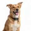 Perro feliz con localizador GPS DogTrace MINI Perro mestizo de pelaje canela sonriendo, con la lengua fuera, llevando un collar negro con el dispositivo GPS DogTrace MINI, sobre fondo blanco.