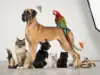 Grupo de diversas mascotas incluyendo perros, gatos, aves y una tortuga, representando la categoría de bienestar AnimalComfort (IA)