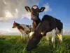 Tres vacas y terneros, dos Holstein y uno marrón y blanco, pastando en un campo verde bajo un cielo azul con nubes blancas. (IA)